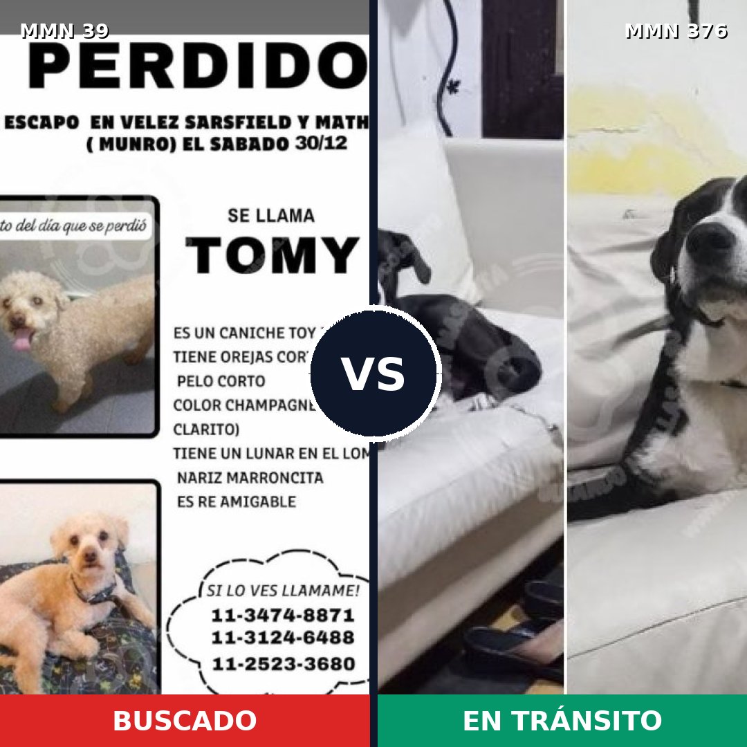 Comparativa MMS 56: mascota perdida y mascota encontrada, 30% de similitud