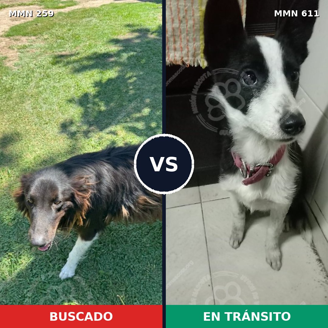 Comparativa MMS 5600: mascota perdida y mascota encontrada, 61% de similitud
