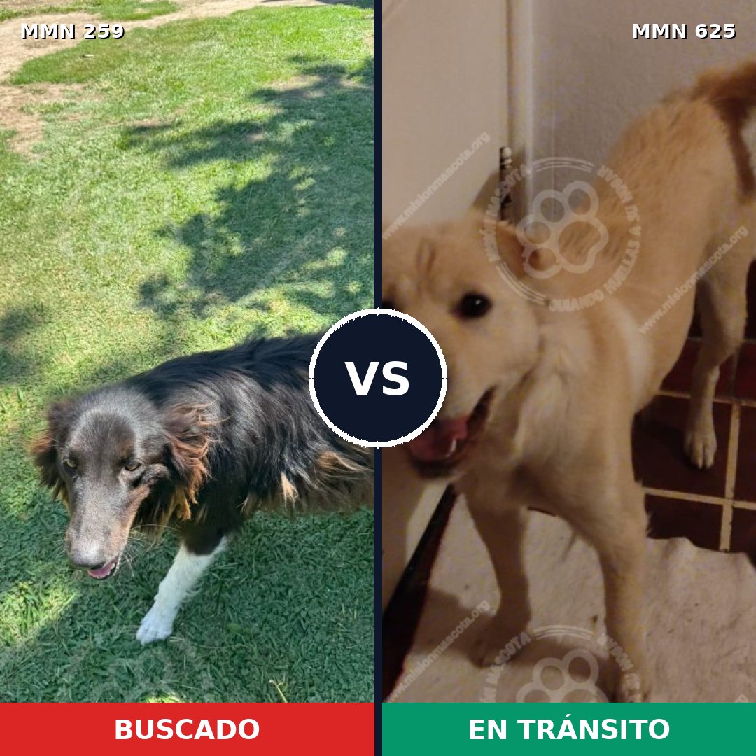 Comparativa MMS 5601: mascota perdida y mascota encontrada, 49% de similitud