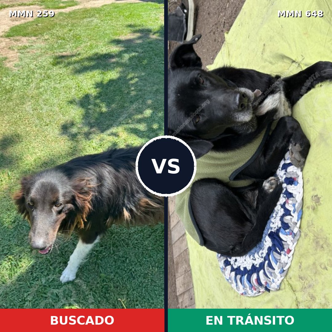 Comparativa MMS 5602: mascota perdida y mascota encontrada, 62% de similitud