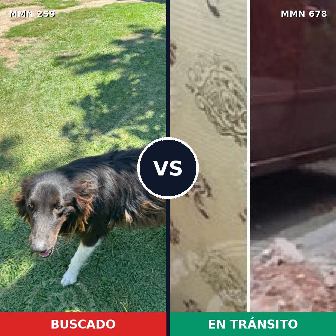Comparativa MMS 5603: mascota perdida y mascota encontrada, 39% de similitud