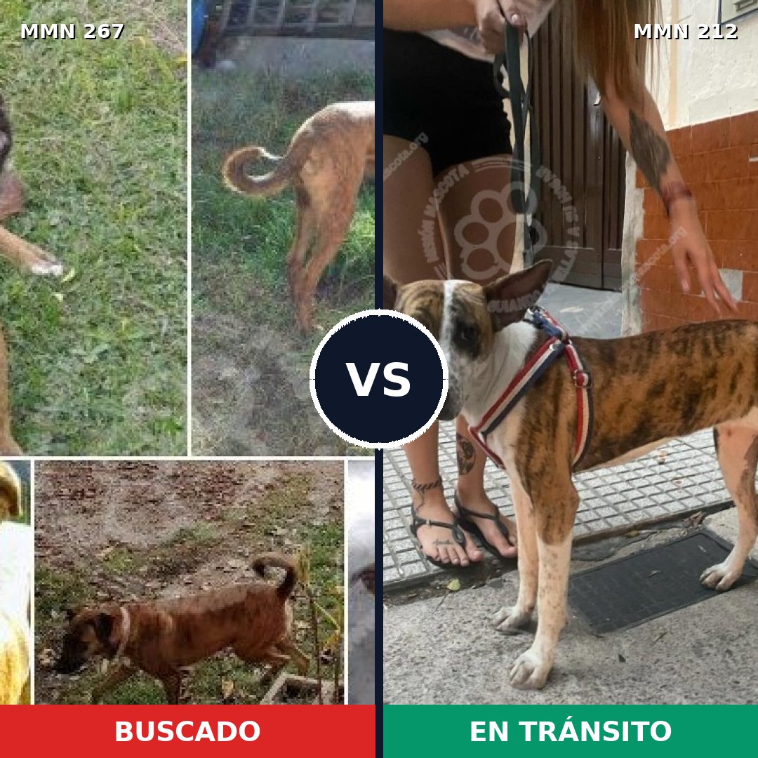 Comparativa MMS 5604: mascota perdida y mascota encontrada, 63% de similitud