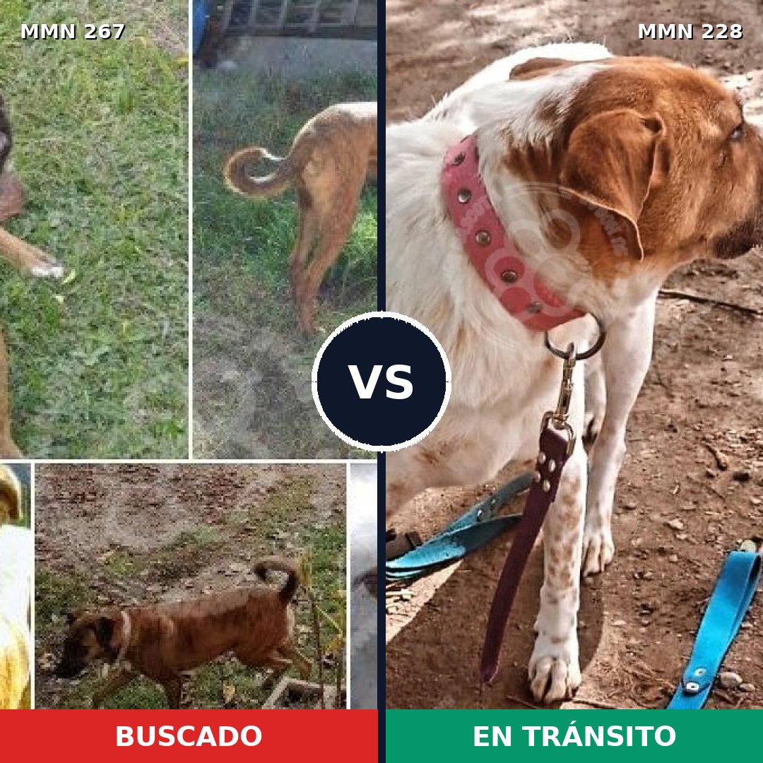 Comparativa MMS 5605: mascota perdida y mascota encontrada, 31% de similitud