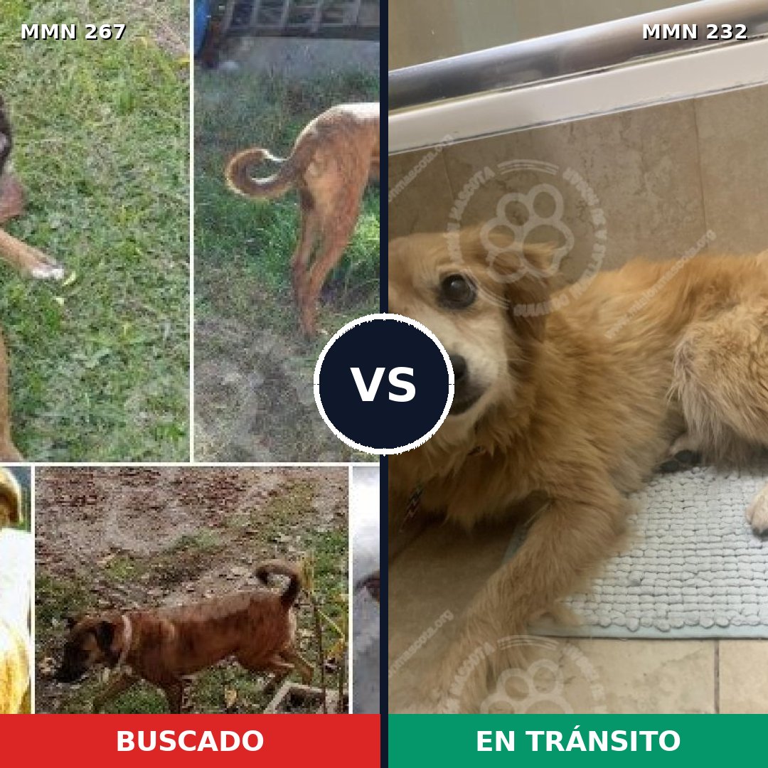 Comparativa MMS 5606: mascota perdida y mascota encontrada, 6% de similitud