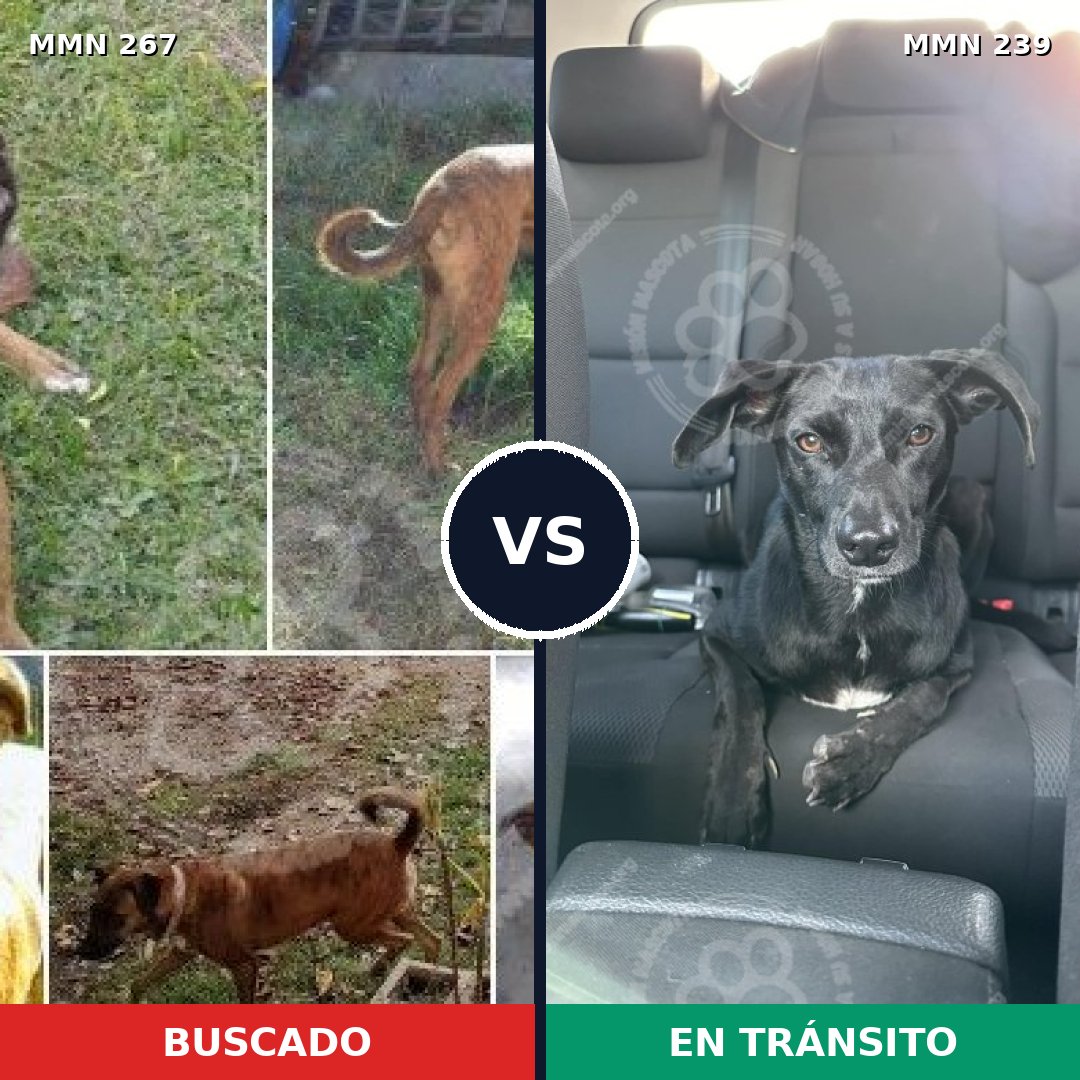 Comparativa MMS 5607: mascota perdida y mascota encontrada, 59% de similitud