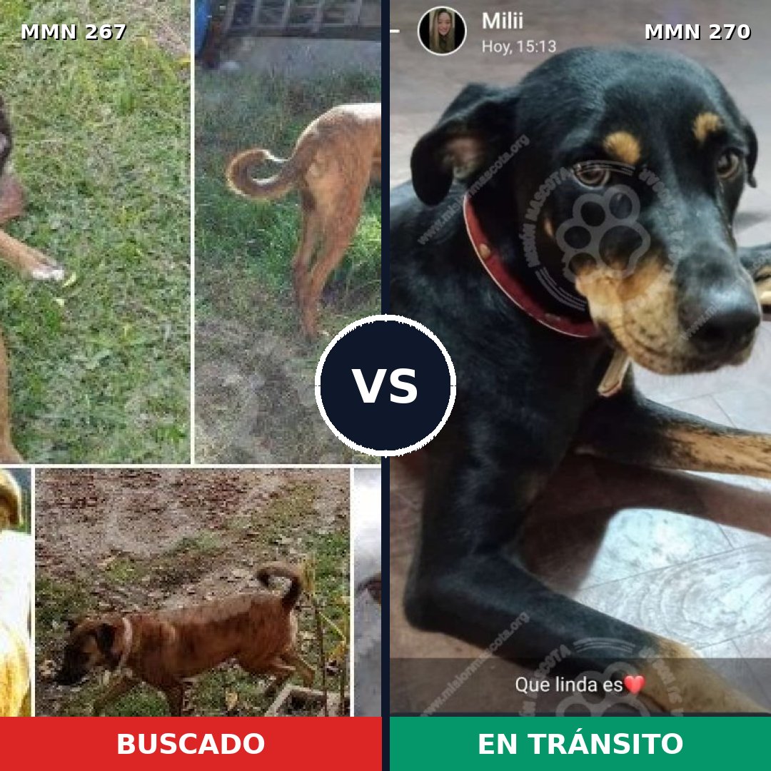 Comparativa MMS 5608: mascota perdida y mascota encontrada, 63% de similitud
