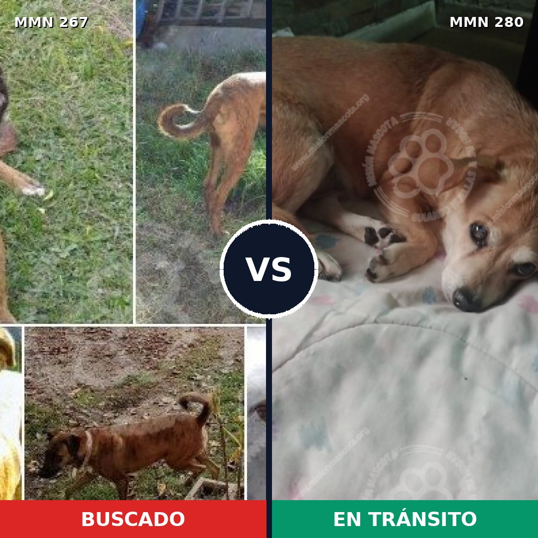 Comparativa MMS 5609: mascota perdida y mascota encontrada, 22% de similitud