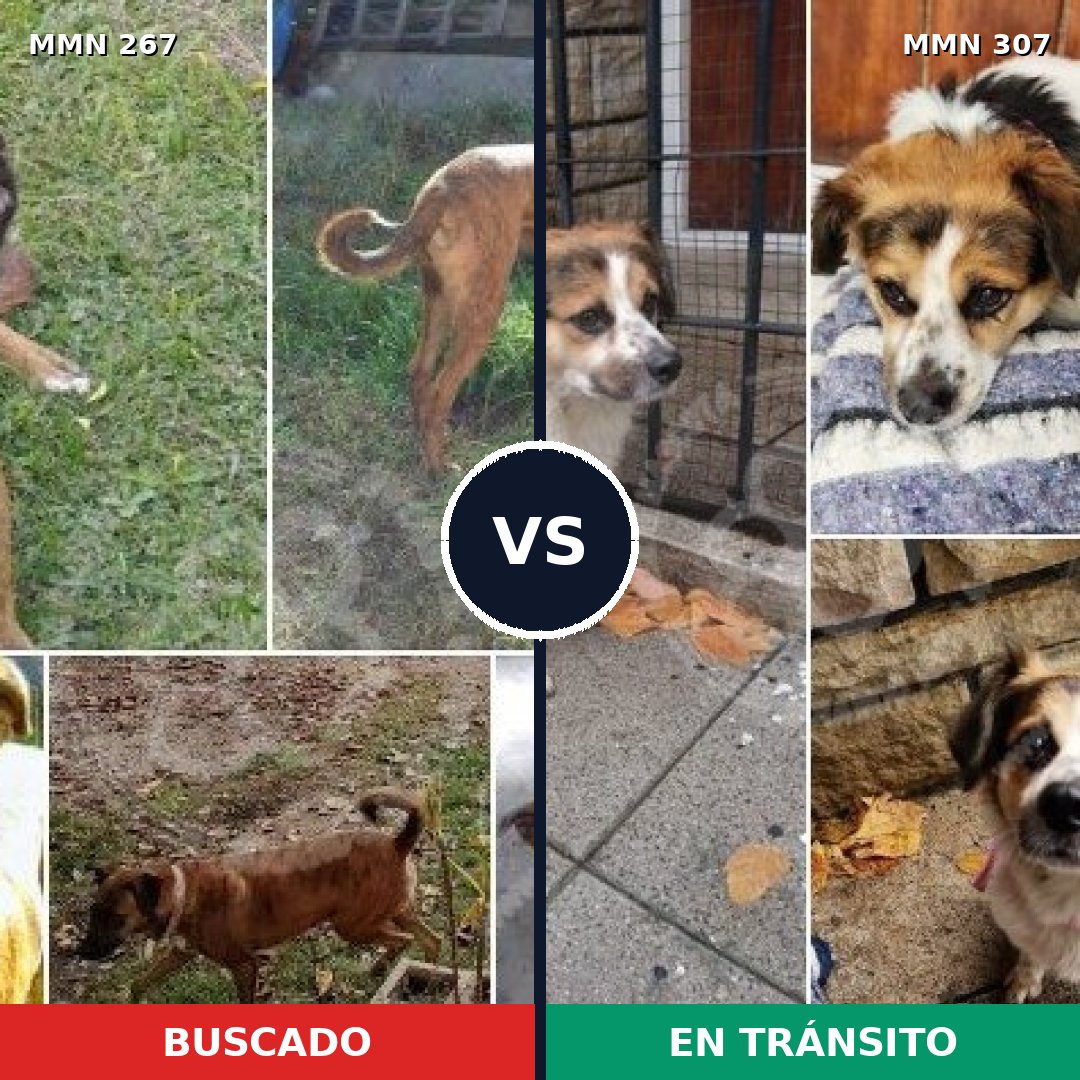 Comparativa MMS 5610: mascota perdida y mascota encontrada, 71% de similitud
