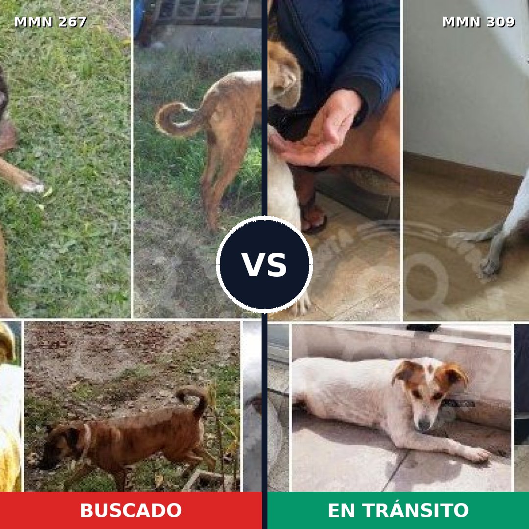 Comparativa MMS 5611: mascota perdida y mascota encontrada, 71% de similitud