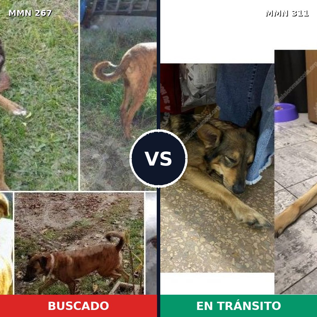 Comparativa MMS 5612: mascota perdida y mascota encontrada, 69% de similitud