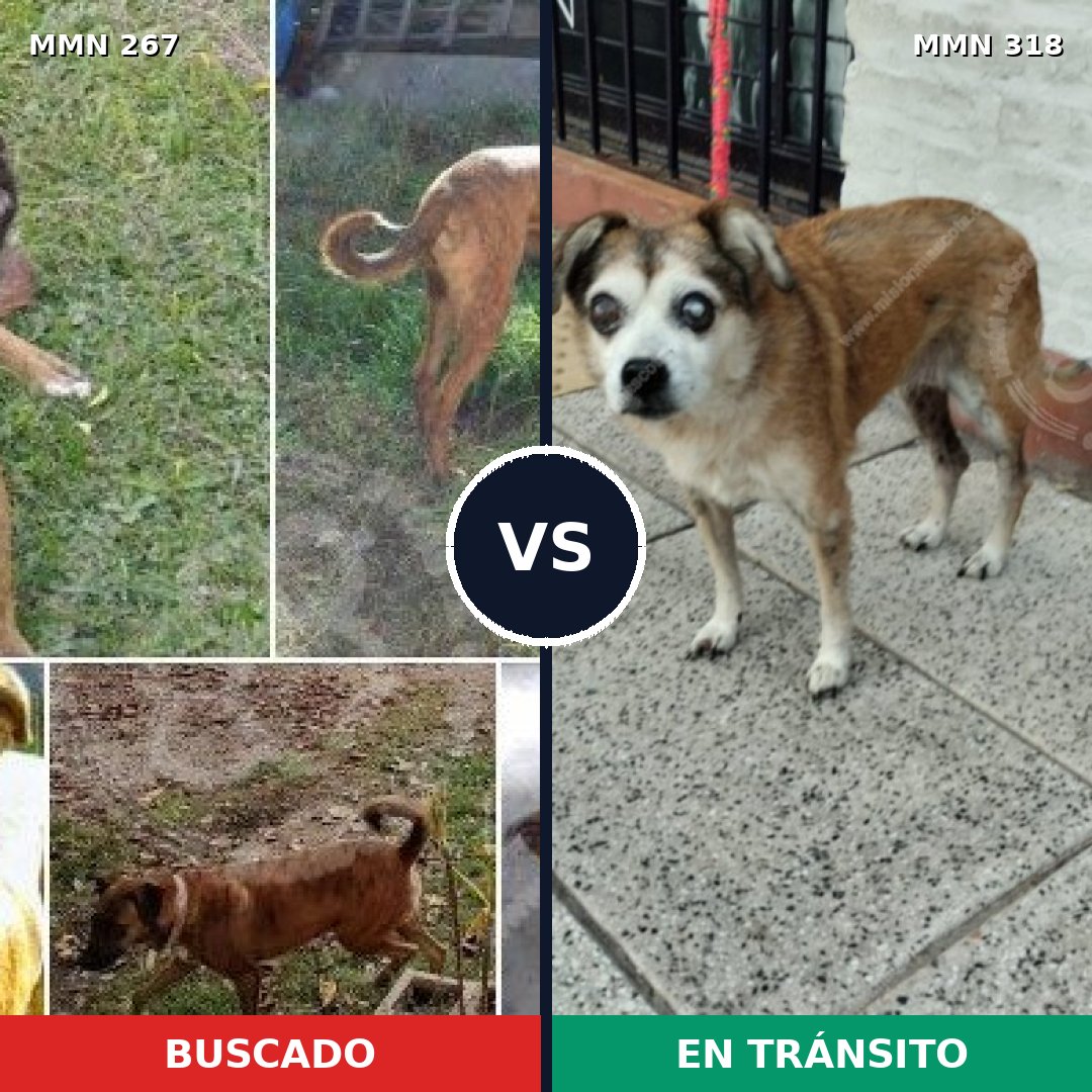Comparativa MMS 5613: mascota perdida y mascota encontrada, 21% de similitud