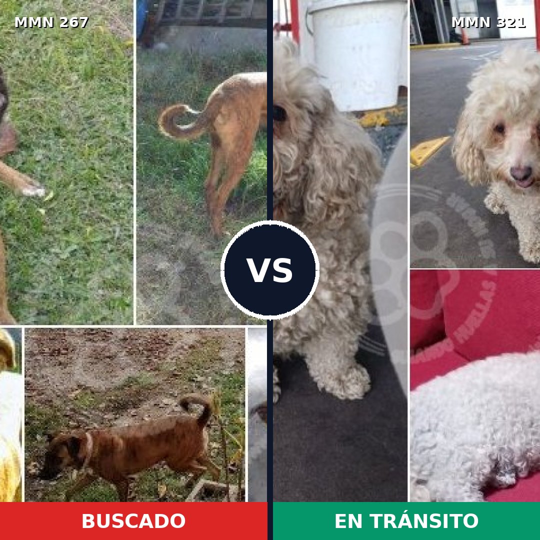 Comparativa MMS 5614: mascota perdida y mascota encontrada, 6% de similitud