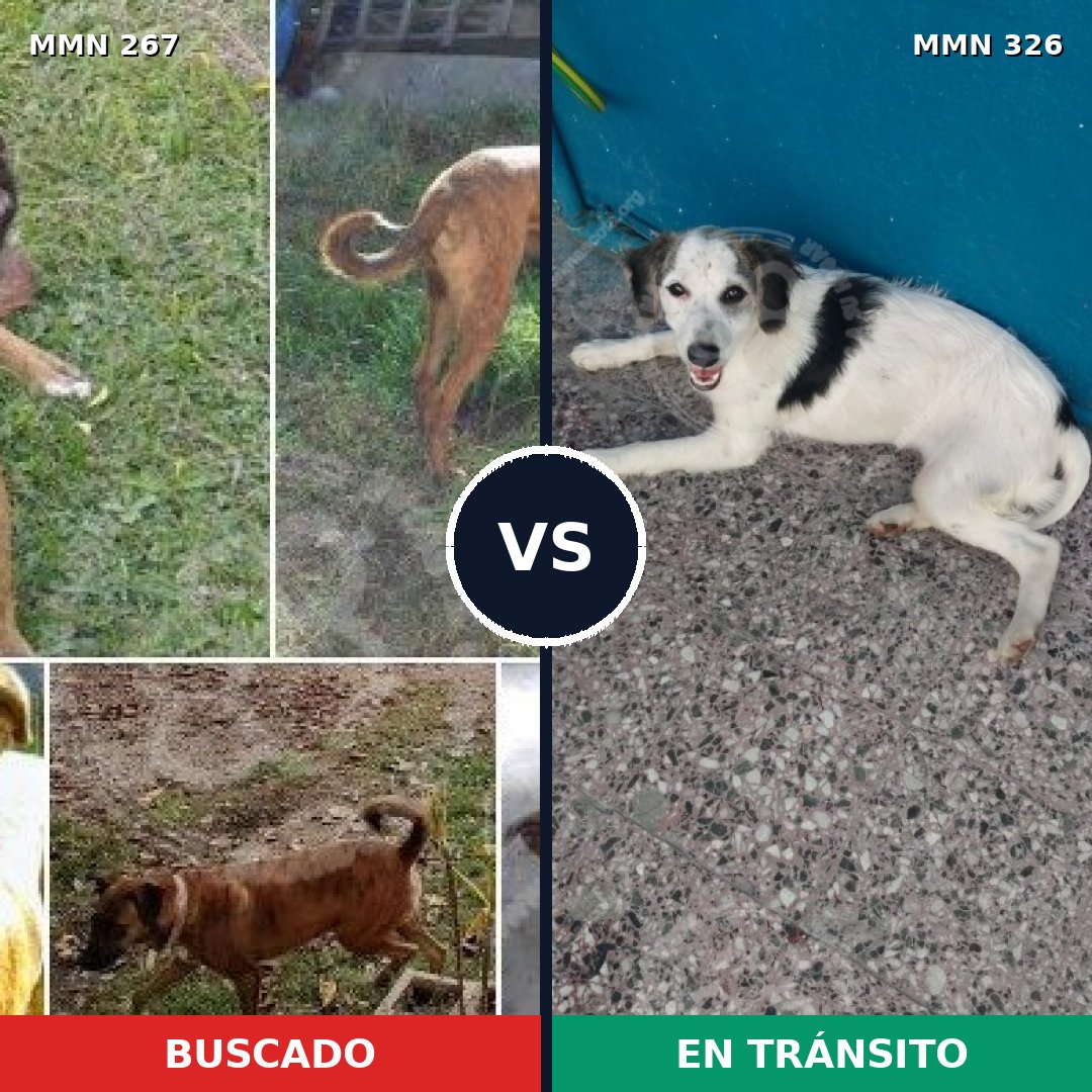Comparativa MMS 5615: mascota perdida y mascota encontrada, 71% de similitud