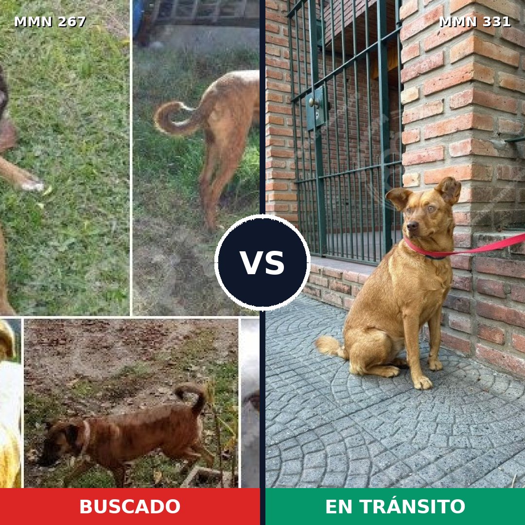 Comparativa MMS 5616: mascota perdida y mascota encontrada, 59% de similitud