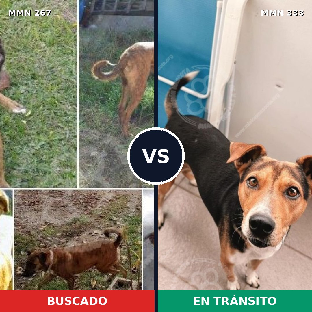Comparativa MMS 5617: mascota perdida y mascota encontrada, 68% de similitud