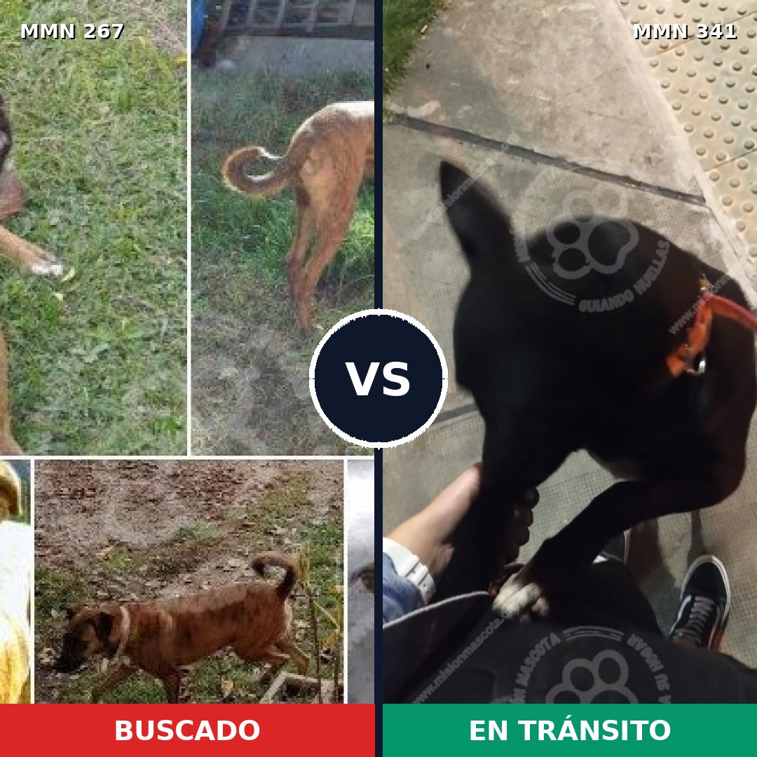 Comparativa MMS 5618: mascota perdida y mascota encontrada, 63% de similitud