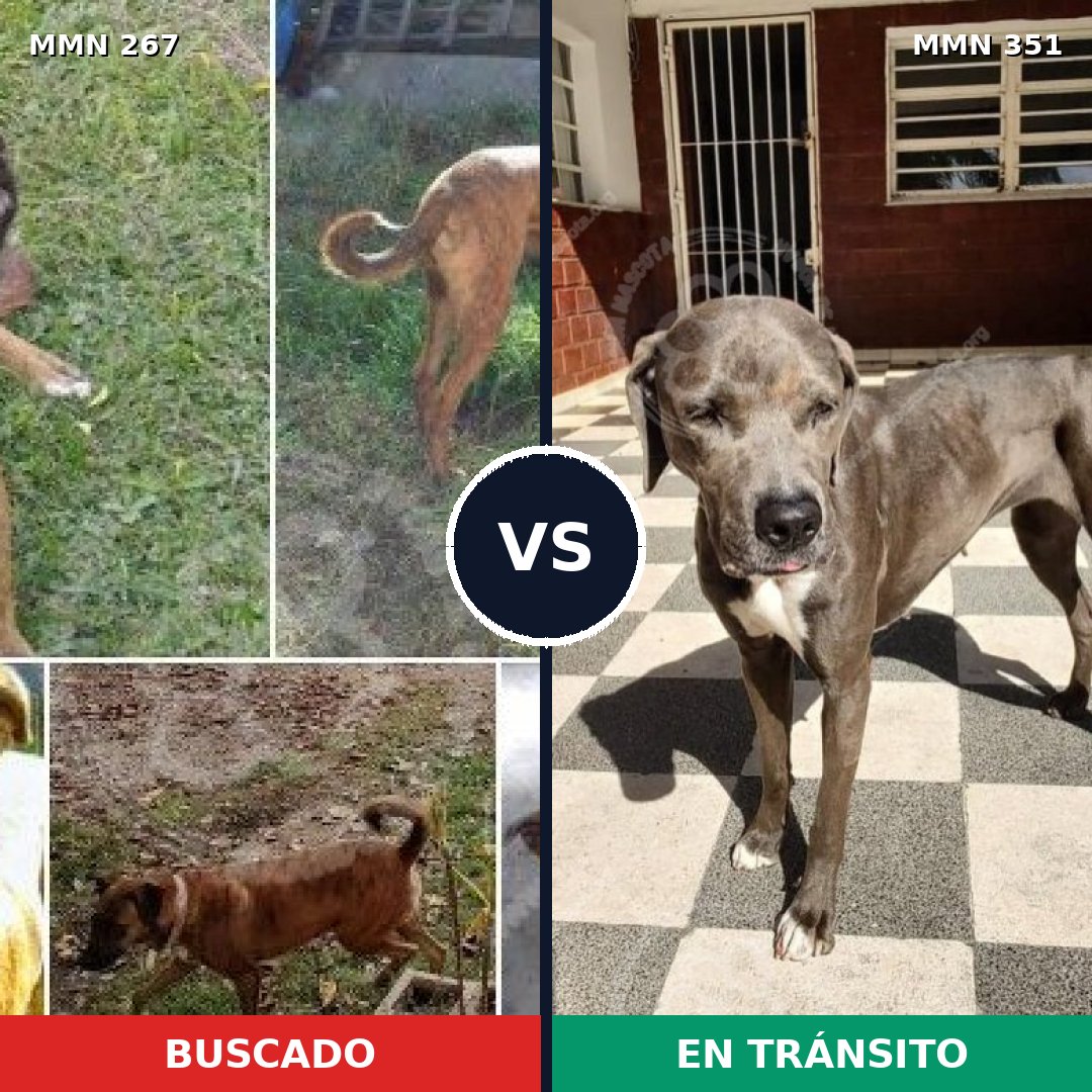 Comparativa MMS 5619: mascota perdida y mascota encontrada, 6% de similitud