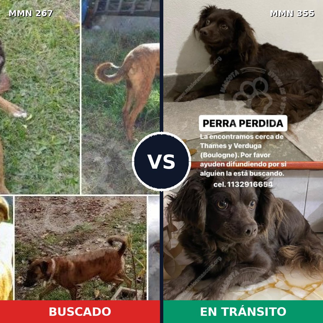 Comparativa MMS 5620: mascota perdida y mascota encontrada, 43% de similitud