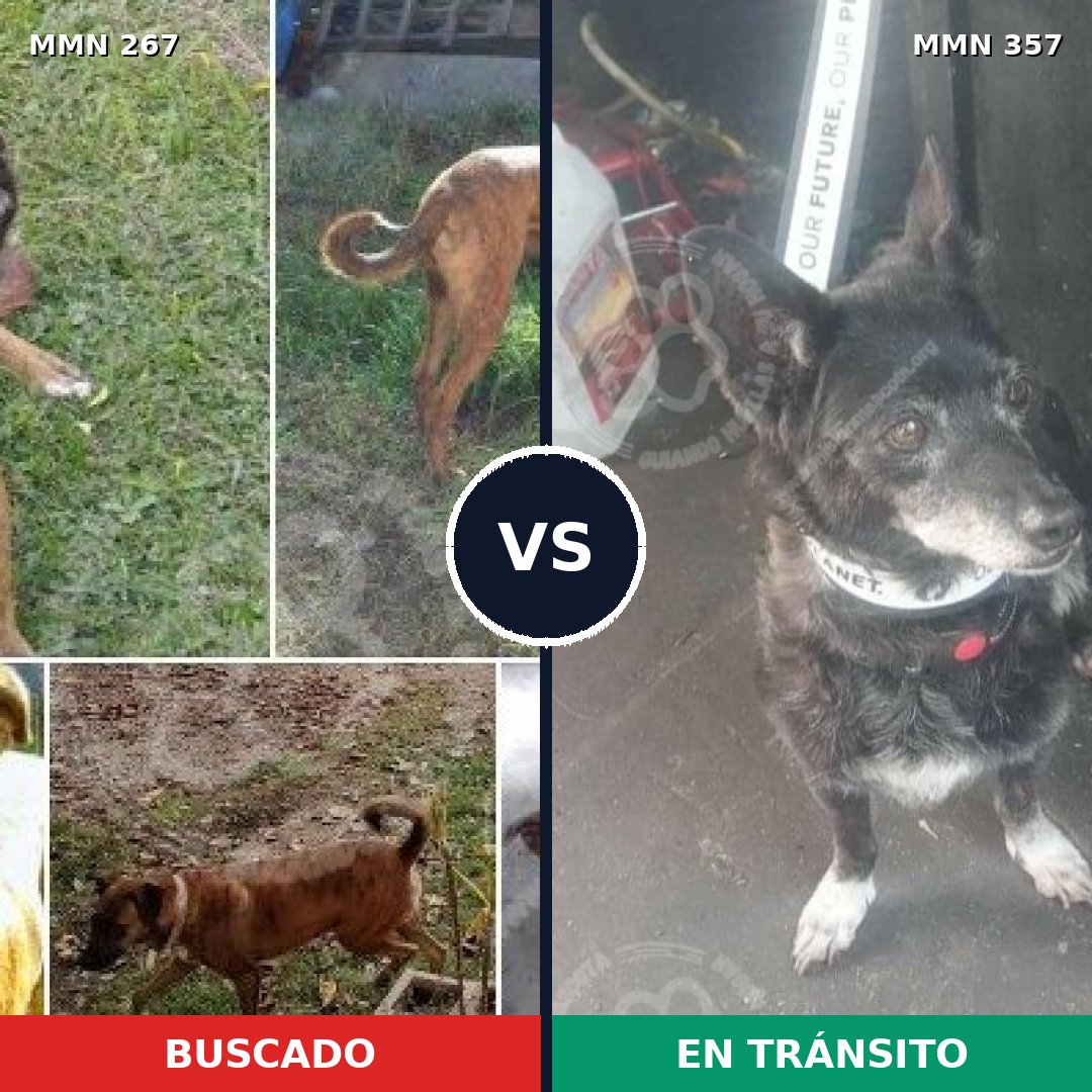 Comparativa MMS 5621: mascota perdida y mascota encontrada, 61% de similitud