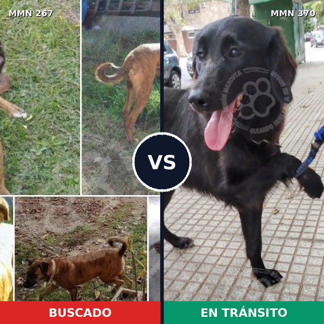 Comparativa MMS 5622: mascota perdida y mascota encontrada, 71% de similitud