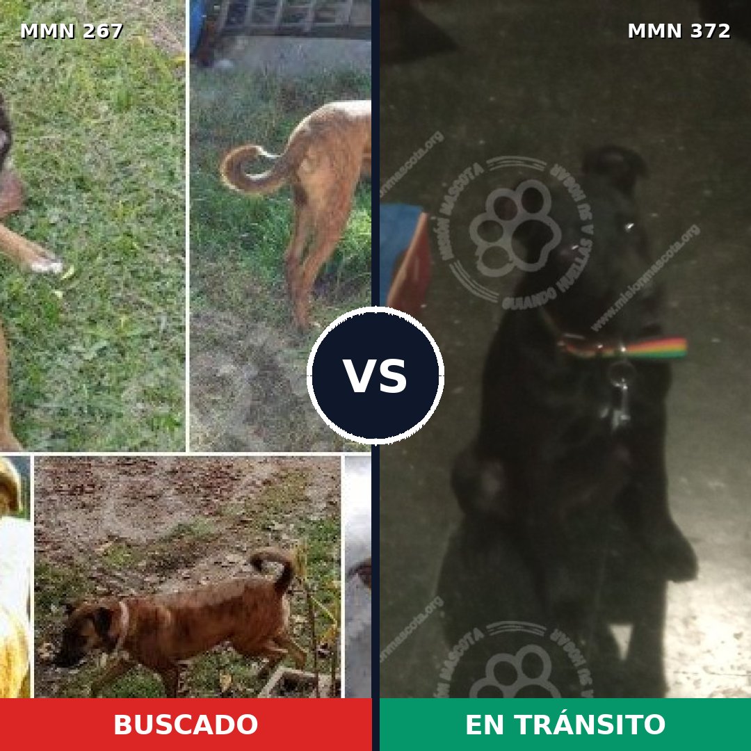 Comparativa MMS 5623: mascota perdida y mascota encontrada, 63% de similitud