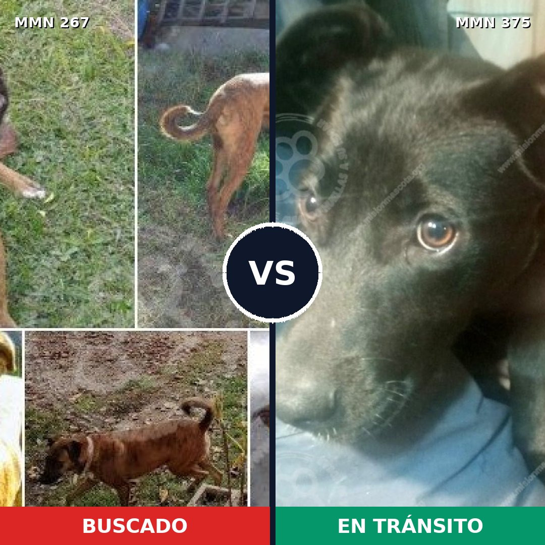 Comparativa MMS 5624: mascota perdida y mascota encontrada, 63% de similitud