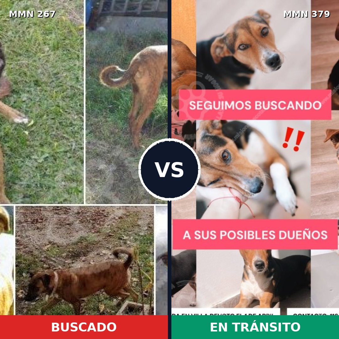 Comparativa MMS 5625: mascota perdida y mascota encontrada, 84% de similitud