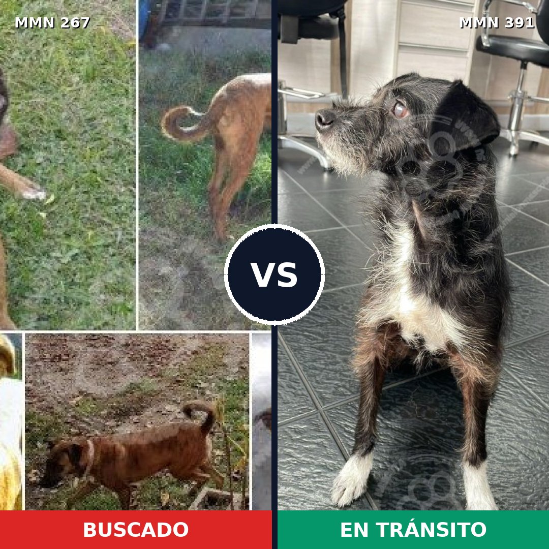 Comparativa MMS 5626: mascota perdida y mascota encontrada, 71% de similitud
