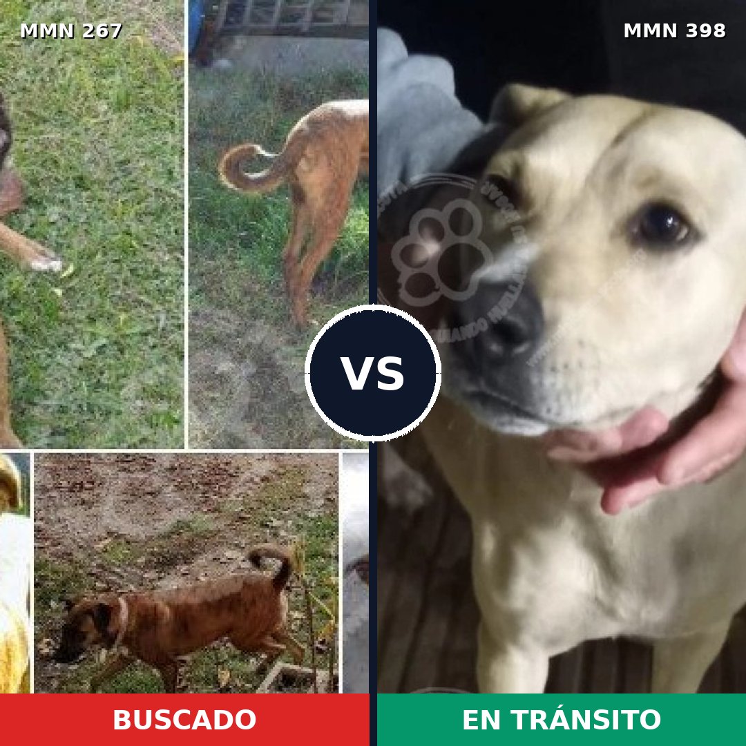 Comparativa MMS 5627: mascota perdida y mascota encontrada, 51% de similitud