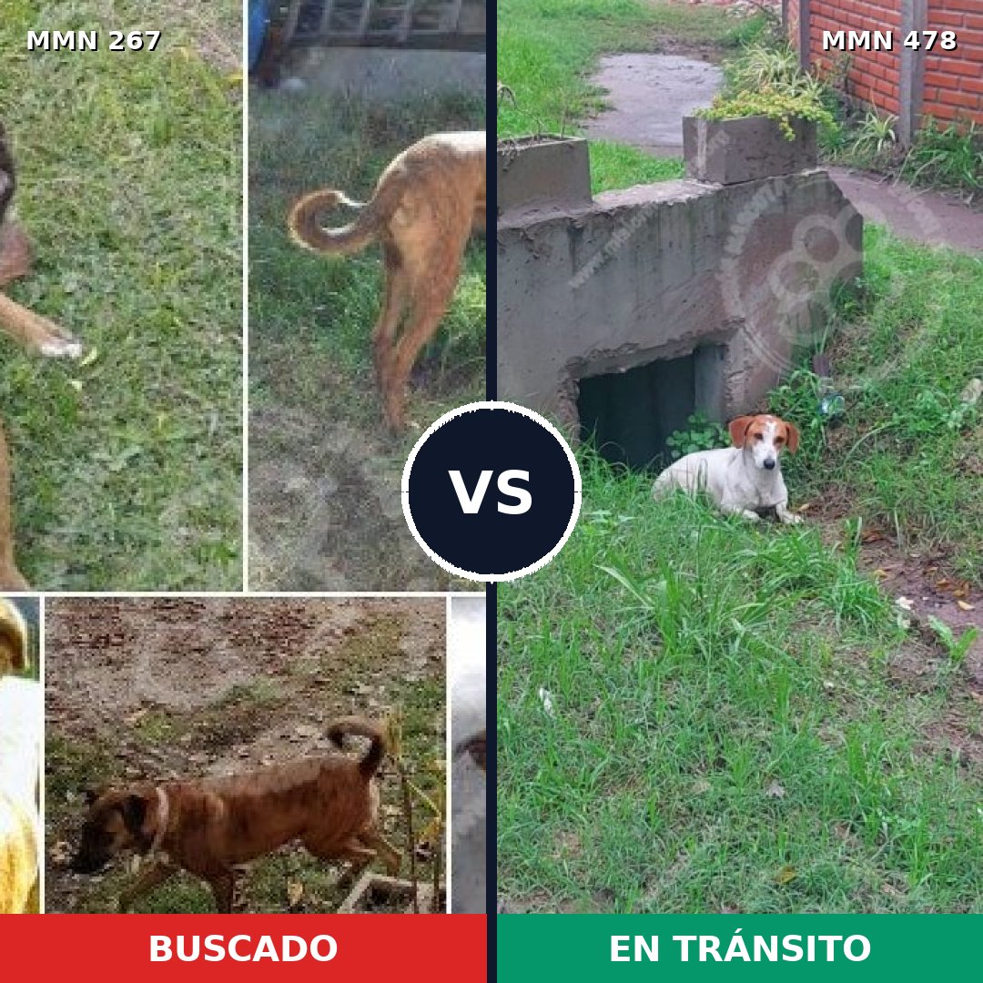Comparativa MMS 5628: mascota perdida y mascota encontrada, 68% de similitud