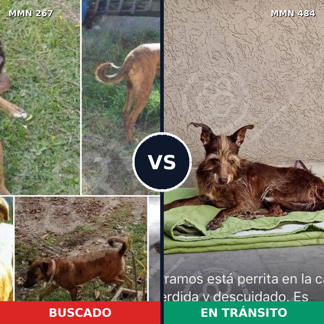 Comparativa MMS 5629: mascota perdida y mascota encontrada, 46% de similitud