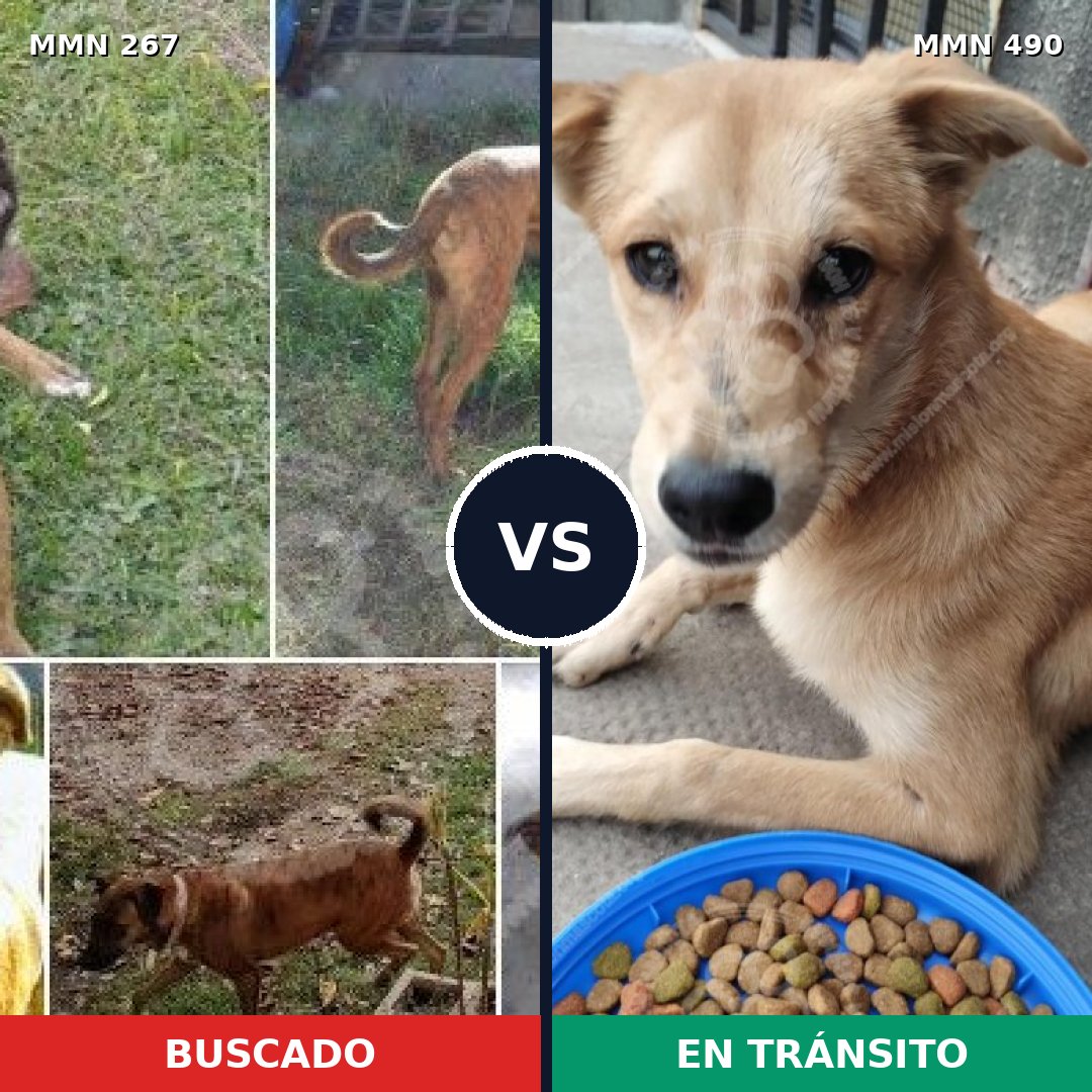 Comparativa MMS 5631: mascota perdida y mascota encontrada, 51% de similitud