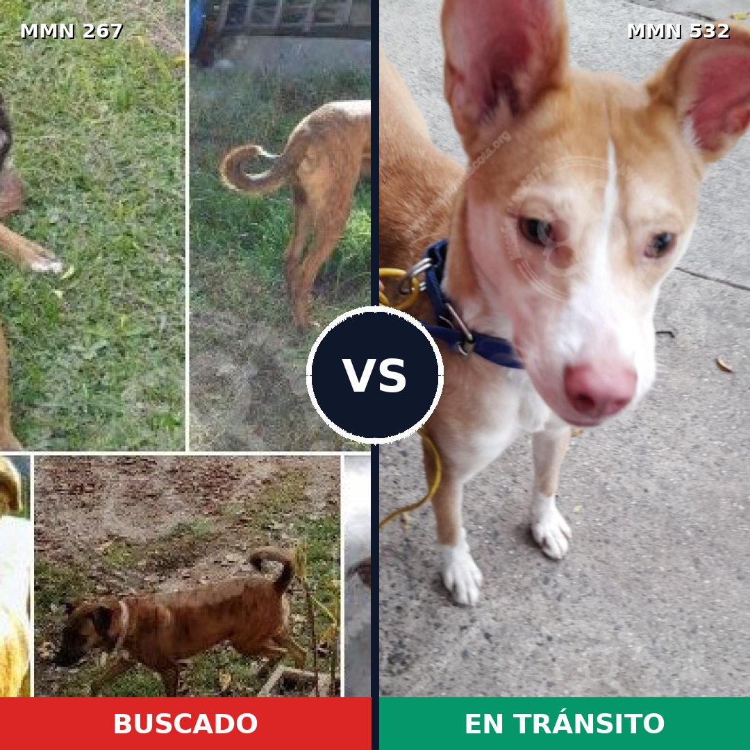 Comparativa MMS 5632: mascota perdida y mascota encontrada, 46% de similitud
