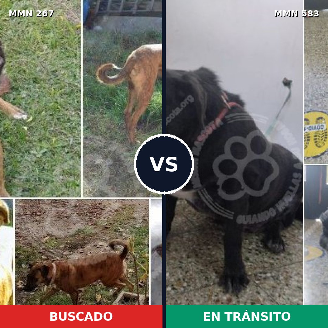 Comparativa MMS 5633: mascota perdida y mascota encontrada, 62% de similitud