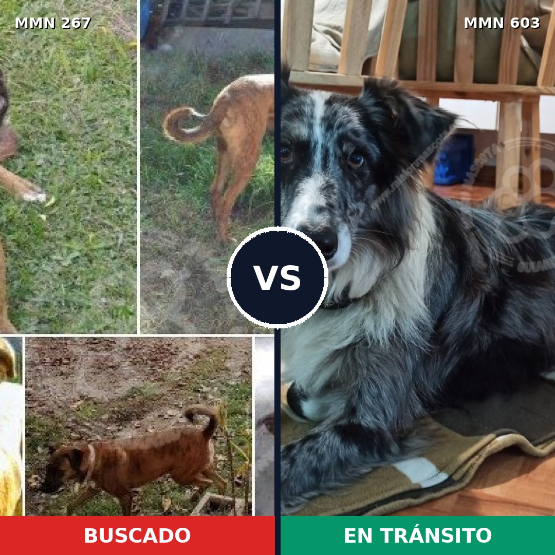 Comparativa MMS 5634: mascota perdida y mascota encontrada, 26% de similitud