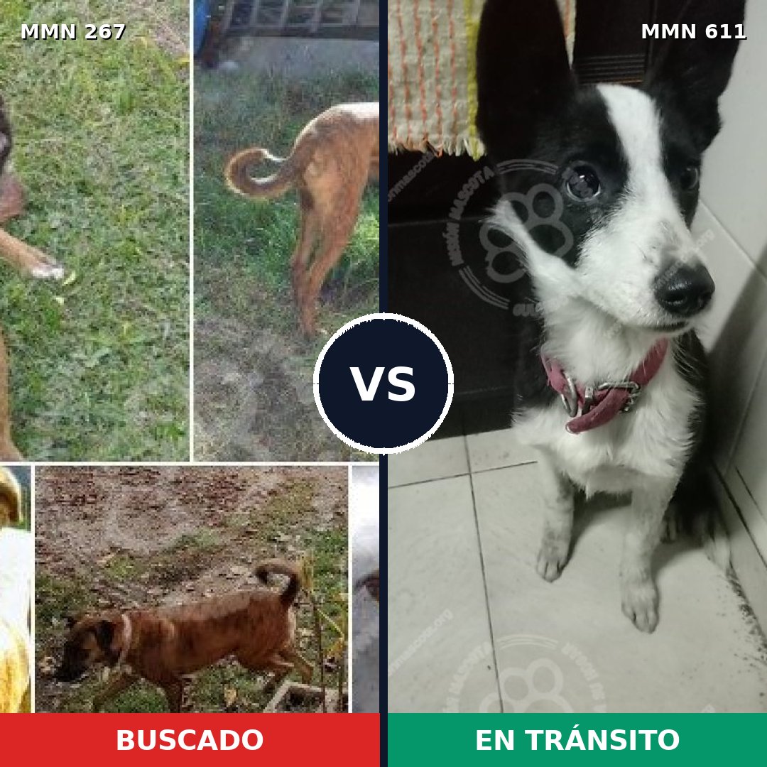 Comparativa MMS 5635: mascota perdida y mascota encontrada, 71% de similitud