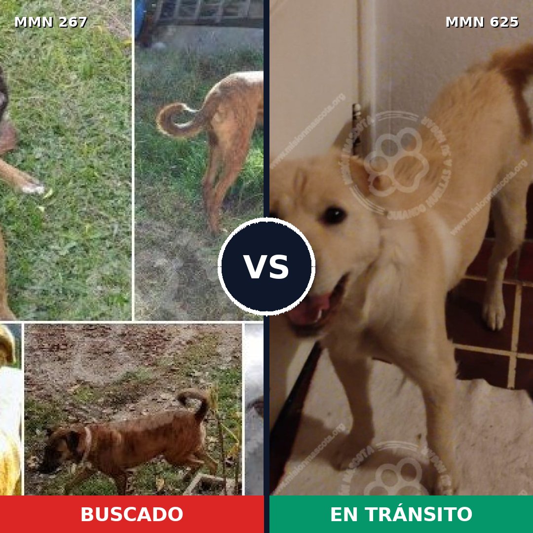 Comparativa MMS 5636: mascota perdida y mascota encontrada, 47% de similitud