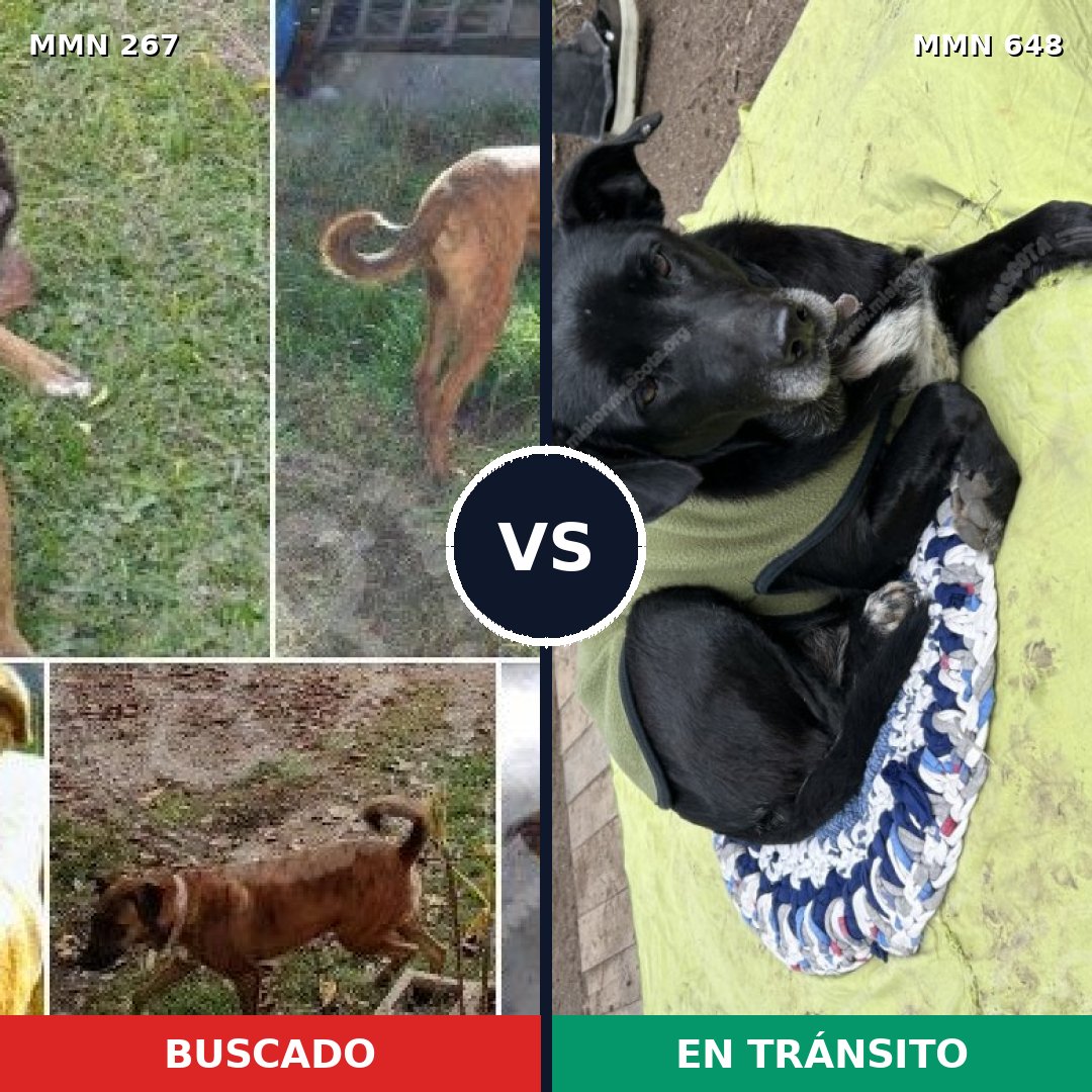 Comparativa MMS 5637: mascota perdida y mascota encontrada, 60% de similitud