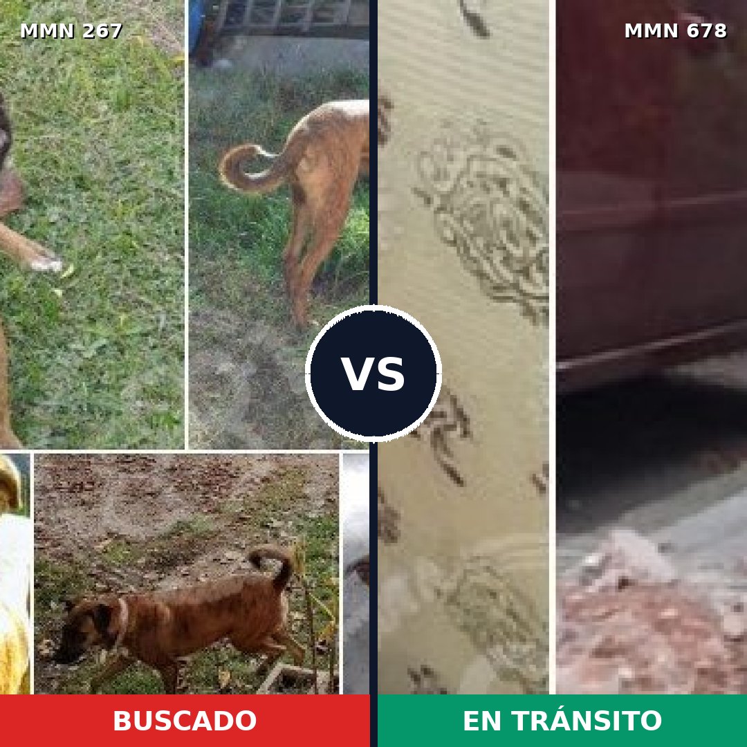 Comparativa MMS 5638: mascota perdida y mascota encontrada, 63% de similitud