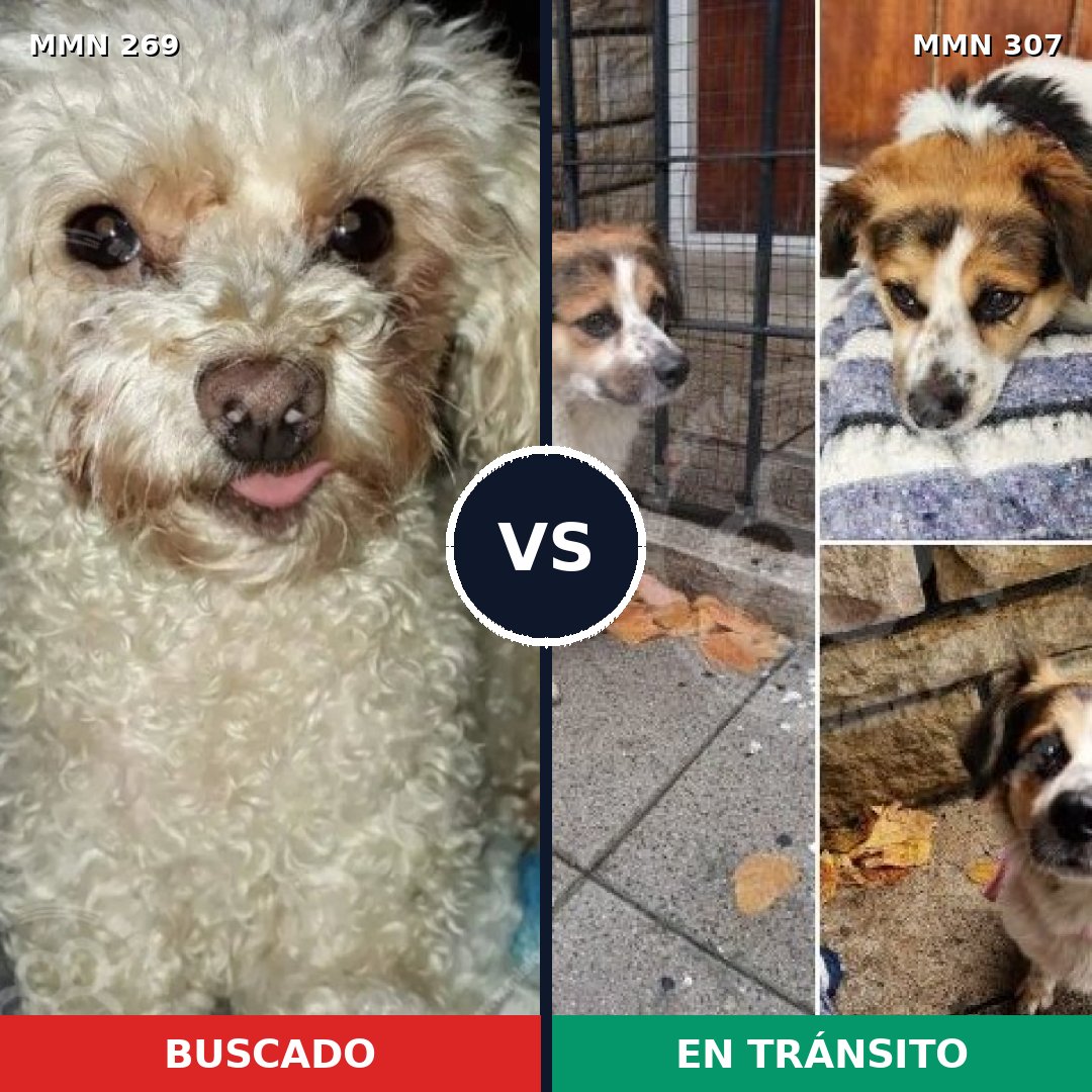 Comparativa MMS 5639: mascota perdida y mascota encontrada, 27% de similitud