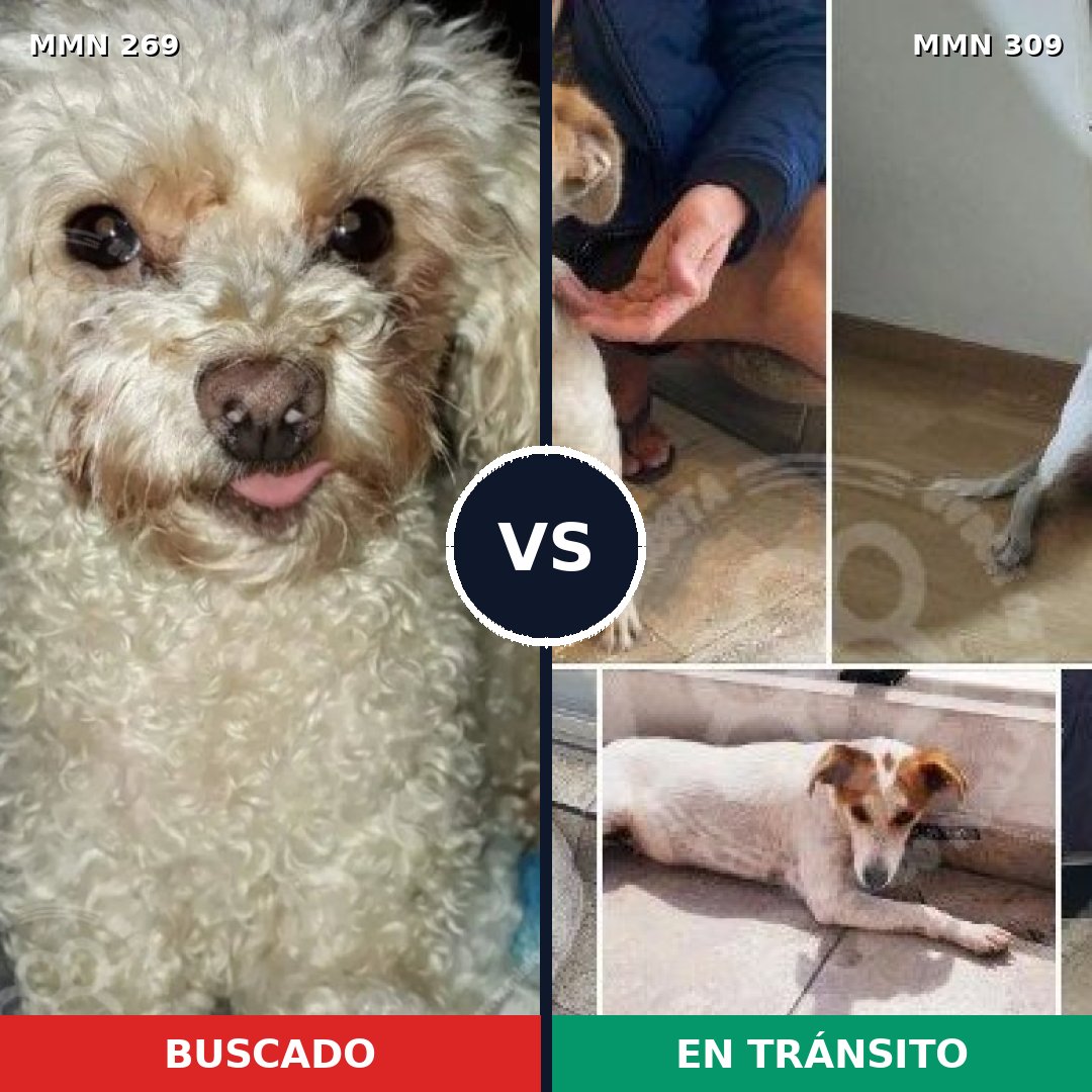 Comparativa MMS 5640: mascota perdida y mascota encontrada, 28% de similitud
