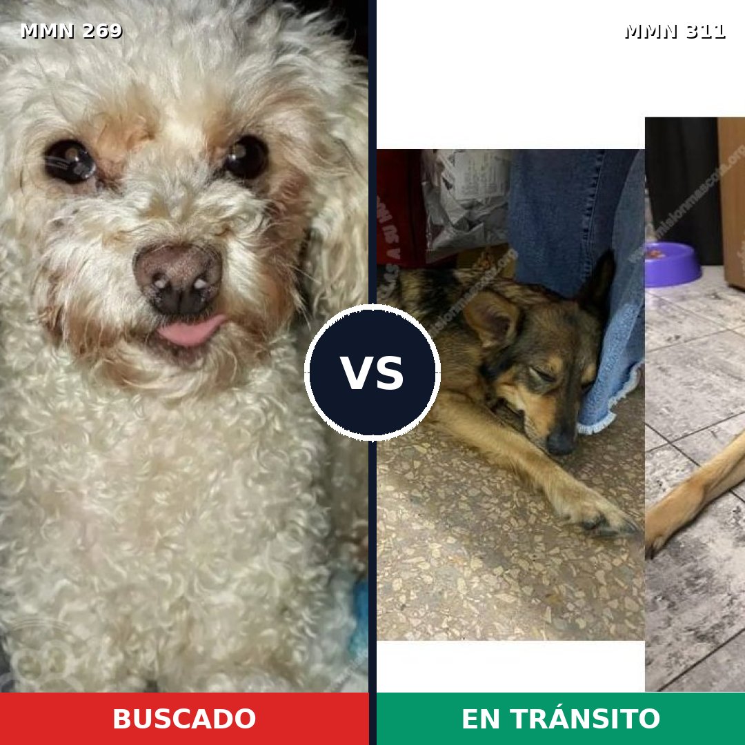 Comparativa MMS 5641: mascota perdida y mascota encontrada, 28% de similitud