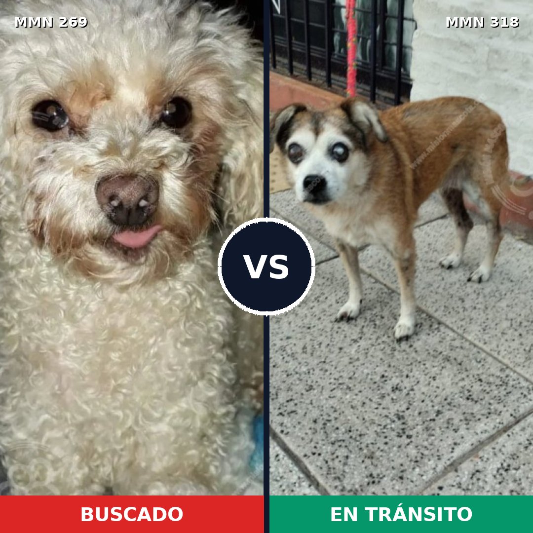 Comparativa MMS 5642: mascota perdida y mascota encontrada, 34% de similitud