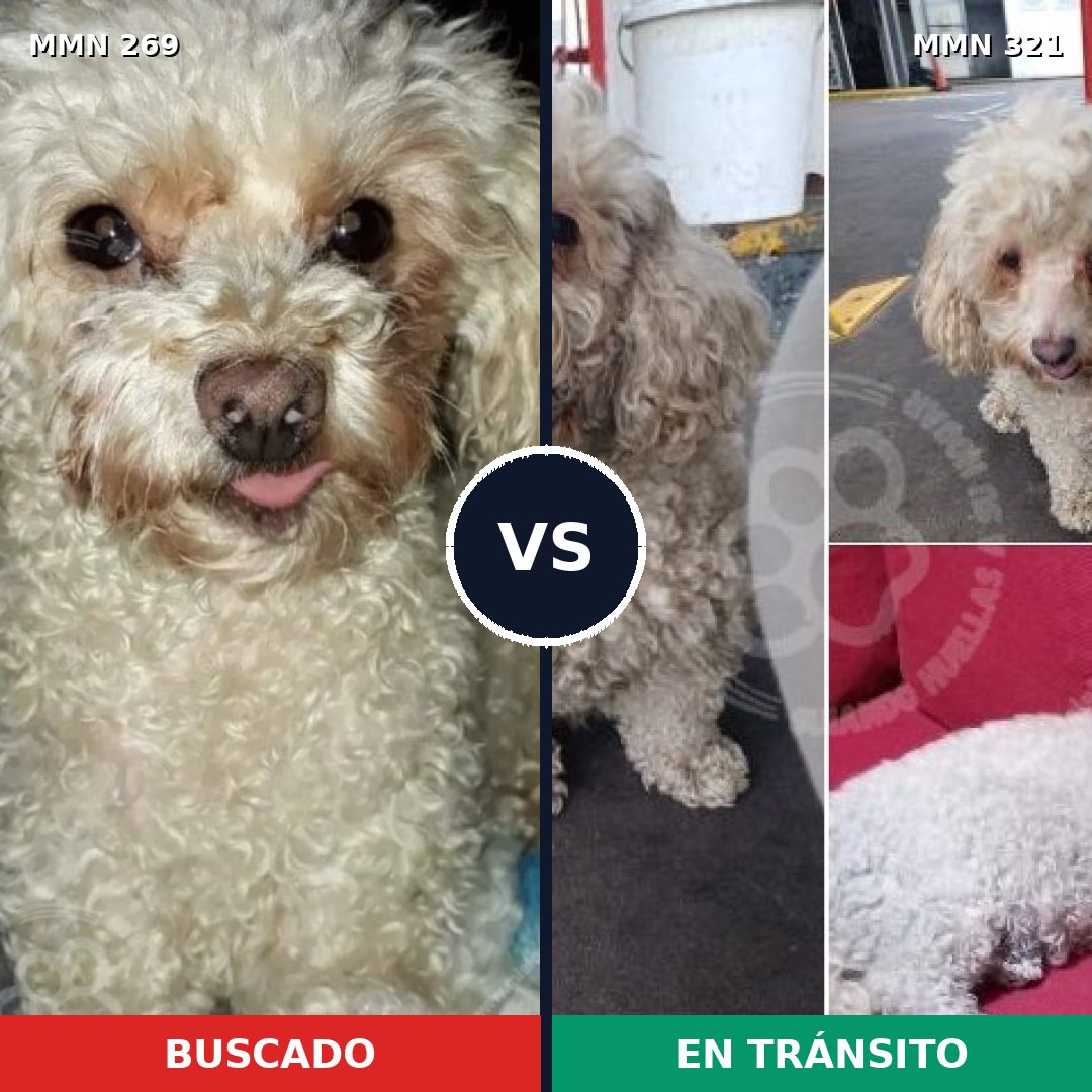 Comparativa MMS 5643: mascota perdida y mascota encontrada, 54% de similitud