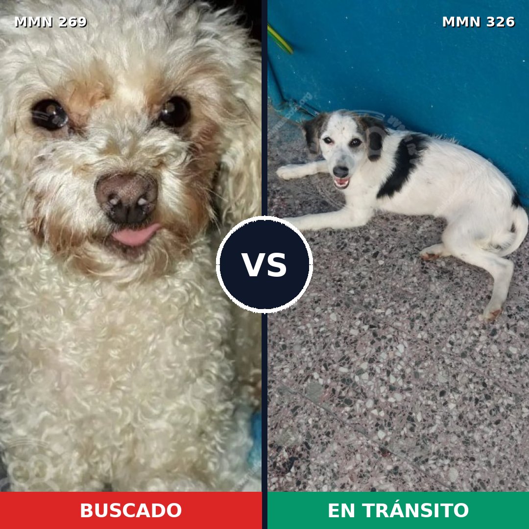 Comparativa MMS 5644: mascota perdida y mascota encontrada, 32% de similitud