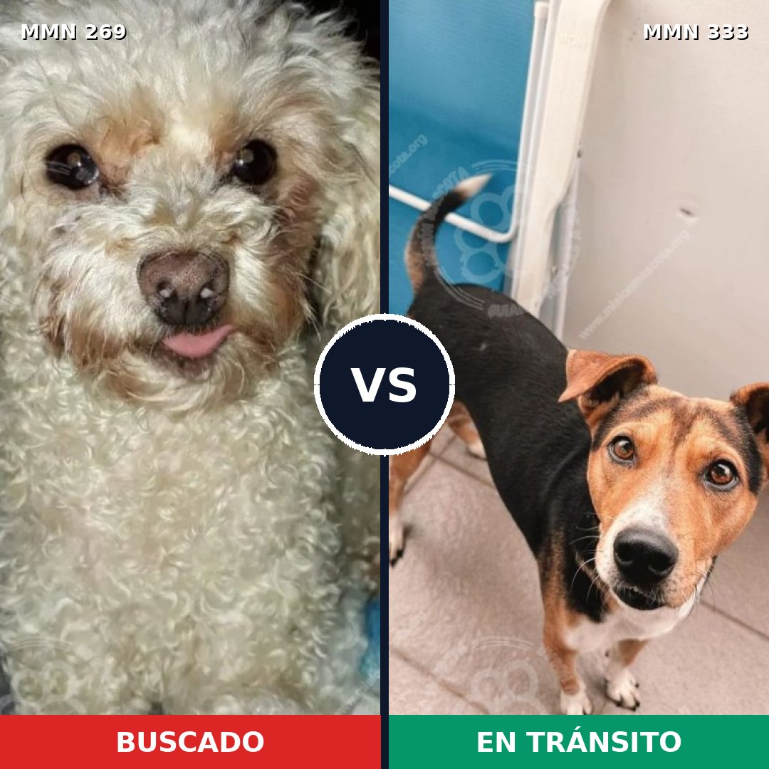 Comparativa MMS 5646: mascota perdida y mascota encontrada, 25% de similitud