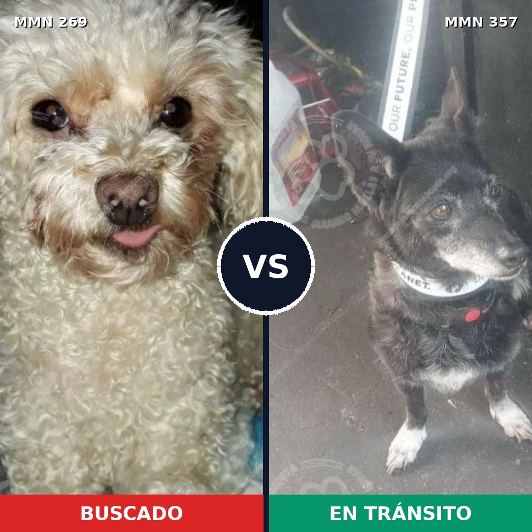 Comparativa MMS 5650: mascota perdida y mascota encontrada, 24% de similitud