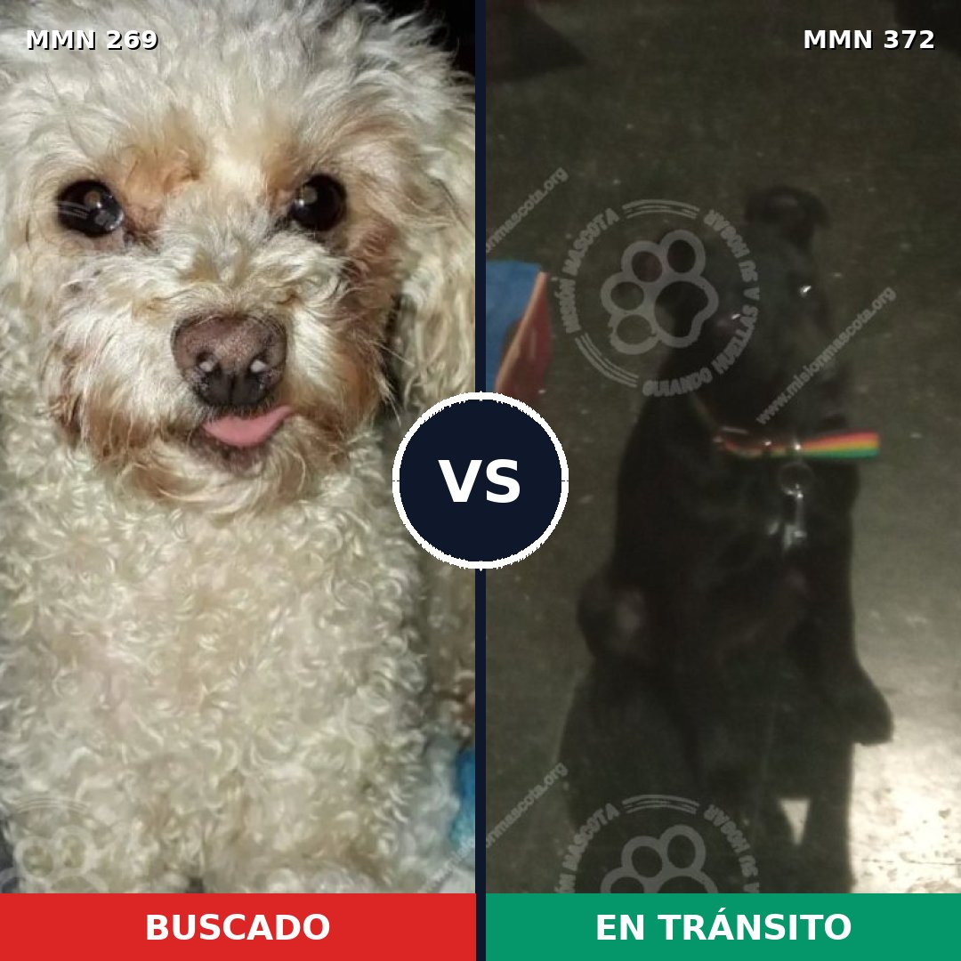 Comparativa MMS 5652: mascota perdida y mascota encontrada, 21% de similitud