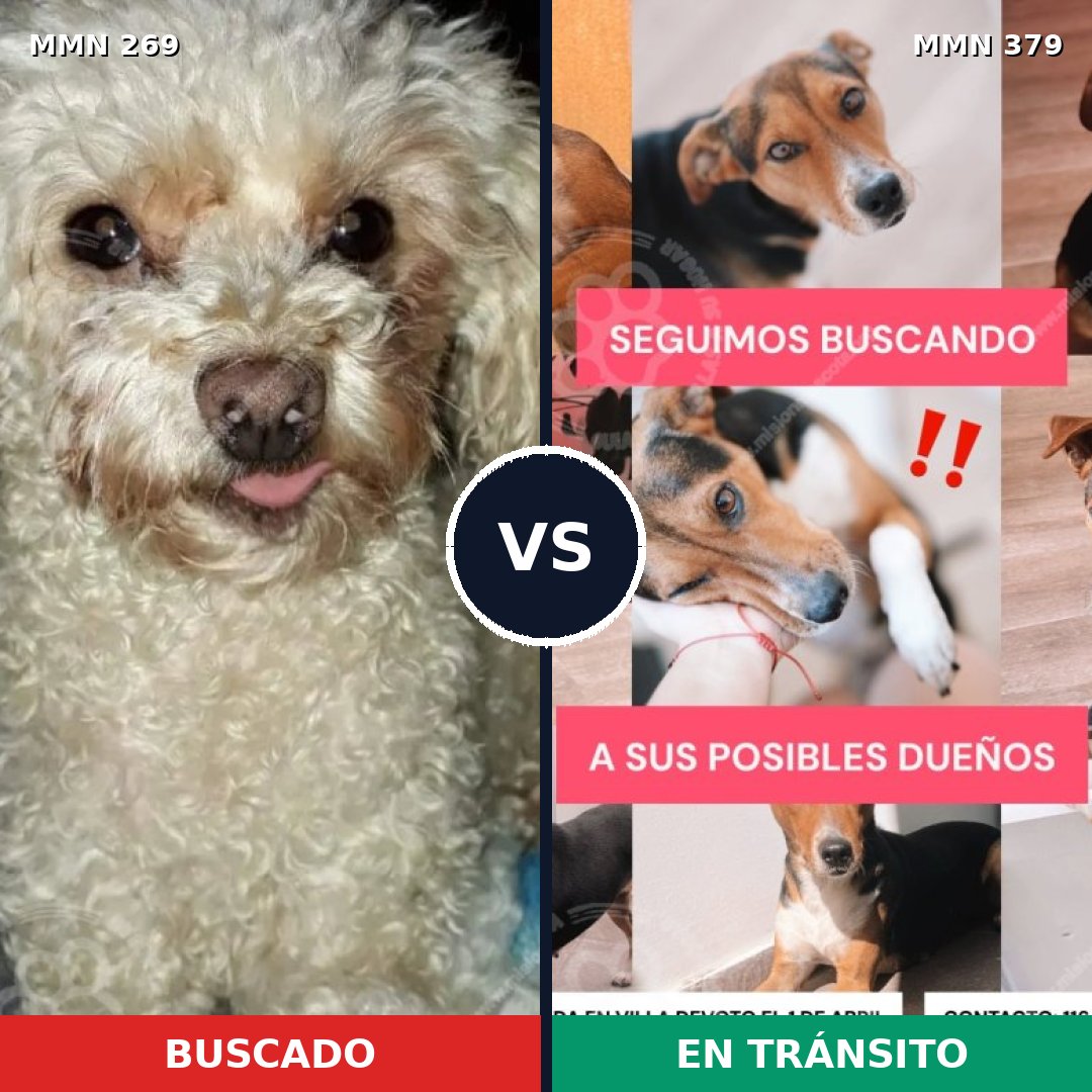 Comparativa MMS 5654: mascota perdida y mascota encontrada, 21% de similitud
