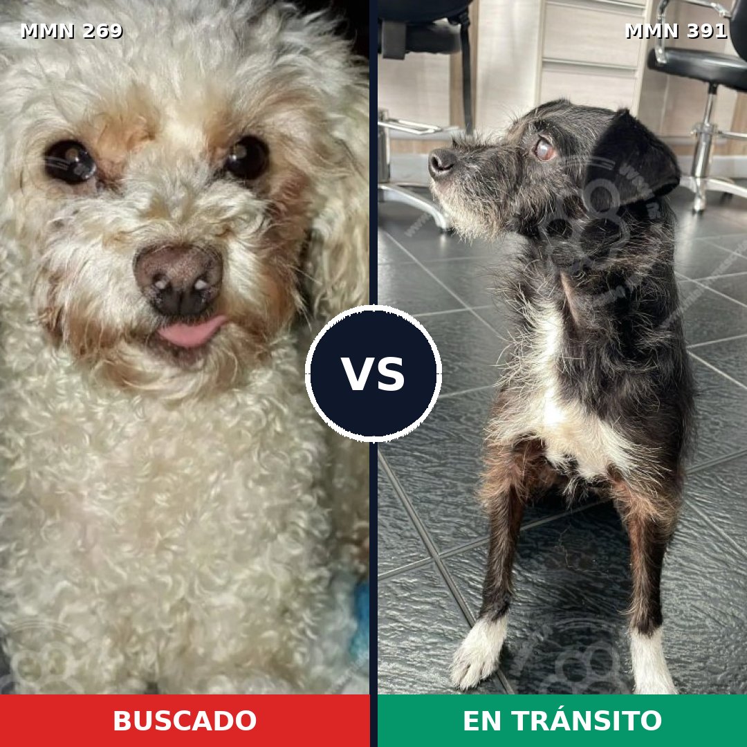 Comparativa MMS 5655: mascota perdida y mascota encontrada, 23% de similitud